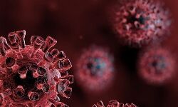 വയനാട്ടില്‍ 962 പേര്‍ക്ക് കൂടി കൊവിഡ്; ടെസ്റ്റ് പോസിറ്റിവിറ്റി റേറ്റ് 22.9