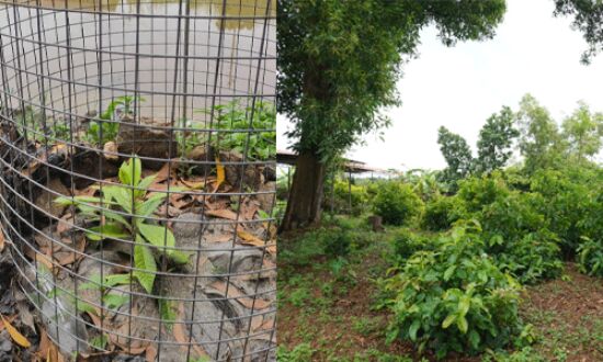 കുളവെട്ടി മരങ്ങള്ക്ക് കരുതലായി എളവള്ളി ഗ്രാമപ്പഞ്ചായത്ത് കുളവെട്ടി മരങ്ങള്ക്ക് കരുതലായി എളവള്ളി ഗ്രാമപ്പഞ്ചായത്ത്