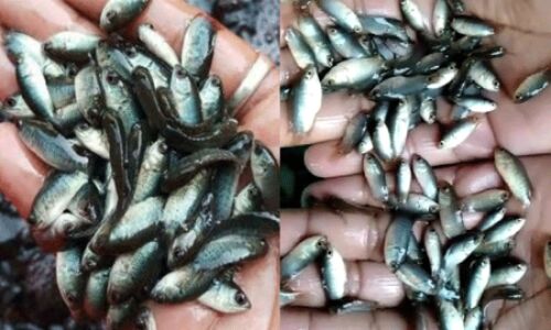 അനബസ് മത്സ്യക്കുഞ്ഞുങ്ങളുടെ വിത്തുല്‍പാദനം വിജയം; നേട്ടം കൈവരിച്ച് പീച്ചി ഫിഷ് സീഡ് ഹാച്ചറി