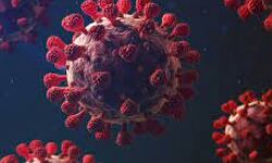 വയനാട് ജില്ലയില്‍ 1224 പേര്‍ക്ക് കൂടി കൊവിഡ്; ടെസ്റ്റ് പോസിറ്റിവിറ്റി റേറ്റ് 24.28