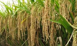 കര്ഷകരുടെ സംഭരണ, വിപണന പ്രശ്നങ്ങള് പരിഹാരം: സംസ്ഥാനത്ത് നെല്ല് സഹകരണസംഘം നിലവില്വന്നു കര്ഷകരുടെ സംഭരണ, വിപണന പ്രശ്നങ്ങള് പരിഹാരം: സംസ്ഥാനത്ത് നെല്ല് സഹകരണസംഘം നിലവില്വന്നു