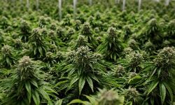 കോഴിക്കോട്ട് വീടിന്റെ ടെറസില്‍ കഞ്ചാവ് ചെടി വളര്‍ത്തിയ യുവാവ് അറസ്റ്റില്‍