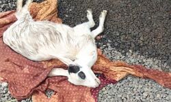 തെരുവ് നായ്ക്കള് ആട്ടിന്കുട്ടിയെ കടിച്ചുകൊന്നു; ജനങ്ങള്ക്കിടയില് കനത്ത പ്രതിഷേധം തെരുവ് നായ്ക്കള് ആട്ടിന്കുട്ടിയെ കടിച്ചുകൊന്നു; ജനങ്ങള്ക്കിടയില് കനത്ത പ്രതിഷേധം