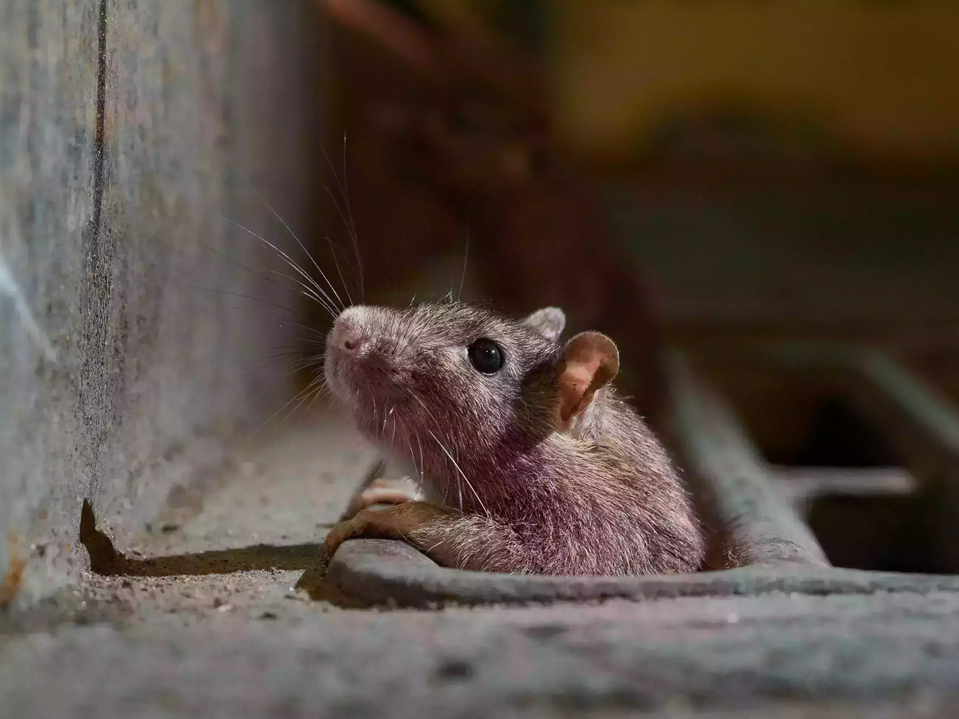 എലിപ്പനി: ജാഗ്രത പാലിക്കാന്‍ ആരോഗ്യ വകുപ്പിന്റെ നിര്‍ദേശം