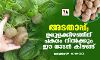 അടതാപ്പ്; ഉരുളക്കിഴങ്ങിന് പകരം നില്‍ക്കും ഈ നാടന്‍ കിഴങ്ങ്