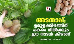 അടതാപ്പ്; ഉരുളക്കിഴങ്ങിന് പകരം നില്‍ക്കും ഈ നാടന്‍ കിഴങ്ങ്