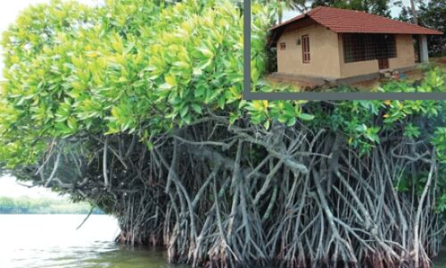 കണ്ടല്‍ വനങ്ങളുടെ സംരക്ഷണവും ഗവേഷണ പഠനവും ഇനി പെരുങ്ങാടിന്റെ തീരത്ത്