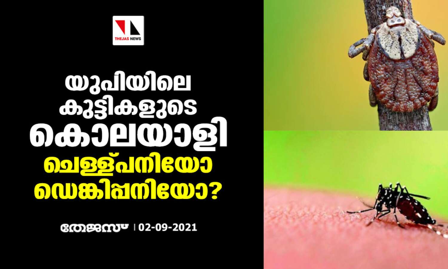 യുപിയിലെ കുട്ടികളുടെ കൊലയാളി ചെള്ള്പനിയോ ഡെങ്കിപ്പനിയോ? യുപിയിലെ കുട്ടികളുടെ കൊലയാളി ചെള്ള്പനിയോ ഡെങ്കിപ്പനിയോ?