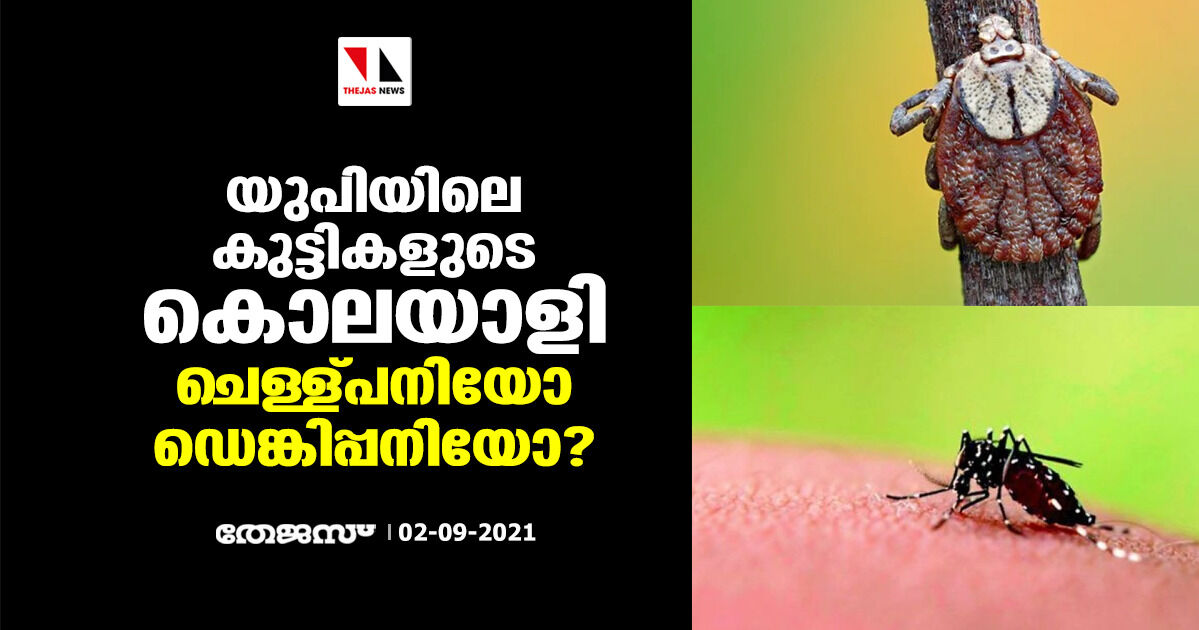 യുപിയിലെ കുട്ടികളുടെ കൊലയാളി ചെള്ള്പനിയോ ഡെങ്കിപ്പനിയോ? യുപിയിലെ കുട്ടികളുടെ കൊലയാളി ചെള്ള്പനിയോ ഡെങ്കിപ്പനിയോ?