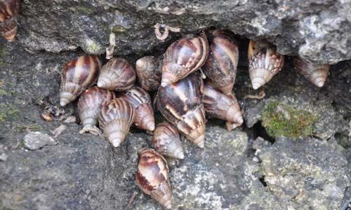 ആഫിക്കന്‍ ഒച്ച് ശല്യം രൂക്ഷമായ പ്രദേശങ്ങള്‍ വിദഗ്ധസമിതി സന്ദര്‍ശിച്ചു