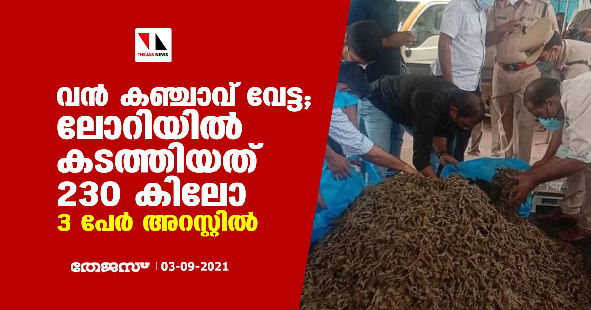 വന് കഞ്ചാവ് വേട്ട; ലോറിയില് കടത്തിയത് 230 കിലോ, 3 പേര് അറസ്റ്റില് വന് കഞ്ചാവ് വേട്ട; ലോറിയില് കടത്തിയത് 230 കിലോ, 3 പേര് അറസ്റ്റില്