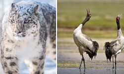 ഹിമപ്പുലി ലഡാക്കിന്റെ സംസ്ഥാനമൃഗം