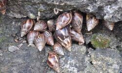 ആഫിക്കന്‍ ഒച്ച് ശല്യം രൂക്ഷമായ പ്രദേശങ്ങള്‍ വിദഗ്ധസമിതി സന്ദര്‍ശിച്ചു