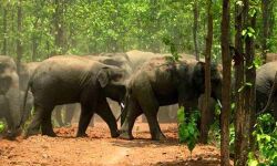 കാട്ടാനകളെ പ്രതിരോധിക്കാന്‍ ആന മതില്‍ പദ്ധതി