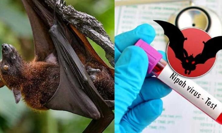 നിപ: കോഴിക്കോട് വീണ്ടും ഭീതിയുടെ മുള് മുനയില് നിപ: കോഴിക്കോട് വീണ്ടും ഭീതിയുടെ മുള് മുനയില്