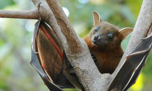 നിപ ബാധിച്ച് മരണം: രോഗ ഉറവിടം കണ്ടെത്താനുള്ള ശ്രമം തുടരുന്നു നിപ ബാധിച്ച് മരണം: രോഗ ഉറവിടം കണ്ടെത്താനുള്ള ശ്രമം തുടരുന്നു