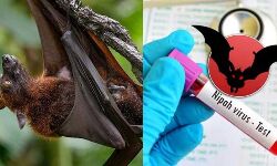 เดจเดฟเดช: เดเตเดดเดฟเดเตเดเตเดเต เดตเตเดฃเตเดเตเด เดญเตเดคเดฟเดฏเตเดเต เดฎเตเดณเตโ เดฎเตเดจเดฏเดฟเดฒเตโ เดจเดฟเดช: เดเตเดดเดฟเดเตเดเตเดเต เดตเตเดฃเตเดเตเด เดญเตเดคเดฟเดฏเตเดเต เดฎเตเดณเตโ เดฎเตเดจเดฏเดฟเดฒเตโ