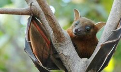 നിപ ബാധിച്ച് മരണം: രോഗ ഉറവിടം കണ്ടെത്താനുള്ള ശ്രമം തുടരുന്നു