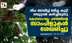 നിപ ബാധിച്ച് മരിച്ച കുട്ടി റമ്പൂട്ടാൻ കഴിച്ചിരുന്നു; കേന്ദ്രസംഘം പഴത്തിന്റെ സാംപിളുകൾ ശേഖരിച്ചു
