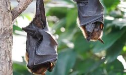 നിപ ബാധിച്ചു മരിച്ച കുട്ടിയുടെ മാതാവിനും രോഗലക്ഷണം