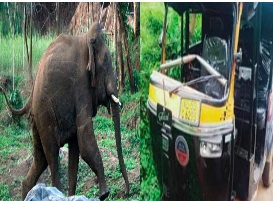 കാട്ടാന ഓട്ടോറിക്ഷ തകര്ത്തു കാട്ടാന ഓട്ടോറിക്ഷ തകര്ത്തു