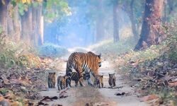 കടുവ സെന്സസ്: വയനാടന് കാടുകളില് സ്ഥാപിച്ച കാമറകള് മോഷണം പോയി കടുവ സെന്സസ്: വയനാടന് കാടുകളില് സ്ഥാപിച്ച കാമറകള് മോഷണം പോയി