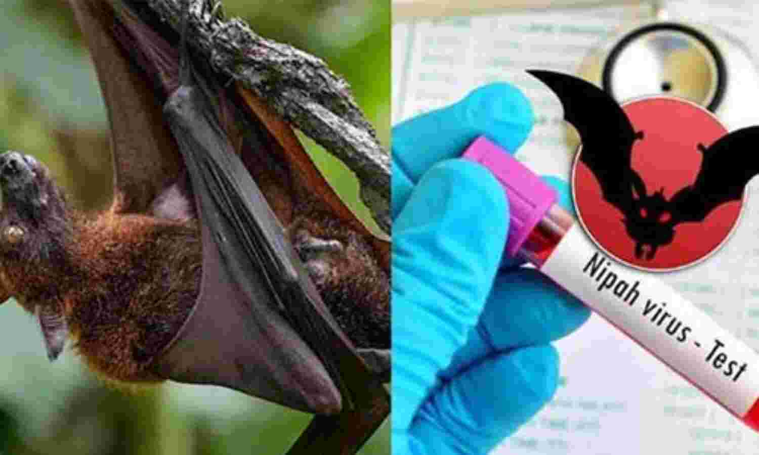 നിപ: മൃഗങ്ങളില്നിന്ന് ശേഖരിച്ച സാംപിളുകളും നെഗറ്റീവ് നിപ: മൃഗങ്ങളില്നിന്ന് ശേഖരിച്ച സാംപിളുകളും നെഗറ്റീവ്