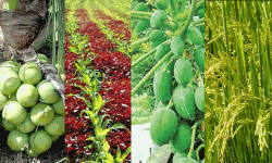 വിത്ത് പാക്കറ്റ് മുതല്‍ രണ്ടു കോടി രൂപവരെയുള്ള പദ്ധതികള്‍; കൃഷി ഭവനുകളില്‍നിന്ന് ലഭ്യമാവുന്ന സേവനങ്ങള്‍ എന്തൊക്കെയെന്ന് അറിയാം