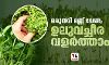 ഒരുതരി മണ്ണ് വേണ്ട; ഉലുവച്ചീര വളര്‍ത്താം