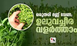 ഒരുതരി മണ്ണ് വേണ്ട; ഉലുവച്ചീര വളര്‍ത്താം