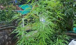 ചങ്ങനാശ്ശേരിയിലെ വീട്ടുവളപ്പില്‍ കഞ്ചാവ് ചെടി; നാർ​കോട്ടിക്​ സെൽ കേസെടുത്തു