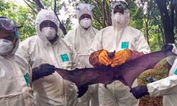 മംഗളൂരുവിലും നിപ സംശയം; ലാബ് ടെക്‌നീഷ്യന്‍ ചികില്‍സയില്‍; സ്രവ സാംപിള്‍ പൂനെയിലേക്ക് അയച്ചു