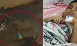 ആറ് വയസ്സുകാരനെ വളഞ്ഞിട്ട് കടിച്ച് തെരുവുനായ്ക്കൂട്ടം