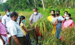 മുഹമ്മയില് രക്തശാലി നെല്ല് വിളഞ്ഞു; വിളവെടുപ്പിന് തുടക്കമിട്ടത് കൃഷി മന്ത്രി മുഹമ്മയില് രക്തശാലി നെല്ല് വിളഞ്ഞു; വിളവെടുപ്പിന് തുടക്കമിട്ടത് കൃഷി മന്ത്രി