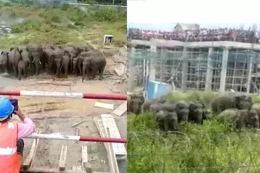 16 കാട്ടാനകളടങ്ങിയ കൂട്ടം ഇറങ്ങിയതിന്റെ ഭീതി മാറാതെ കഞ്ചിക്കോട്