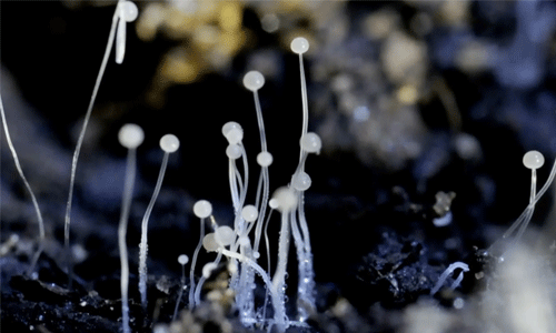 ബ്ലാക്ക് ഫംഗസ് ബാധിച്ച് മലപ്പുറം സ്വദേശി മരണപ്പെട്ടു