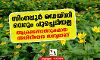 സിംഗപ്പൂര്‍ ഡെയ്‌സി വെറും പൂച്ചെടിയല്ല; ആക്രമണോത്സുകമായ അധിനിവേശ സസ്യമാണ്