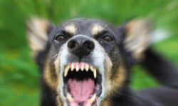 പരപ്പനങ്ങാടിയില്‍ നാലുവയസുകാരന് തെരുവ്‌നായയുടെ കടിയേറ്റു