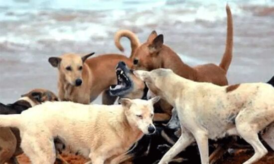 പെരിന്തല്മണ്ണയില് തെരുവ് നായയുടെ കടിയേറ്റ് ചികിത്സയിലായിരുന്ന 31കാരന് മരിച്ചു പെരിന്തല്മണ്ണയില് തെരുവ് നായയുടെ കടിയേറ്റ് ചികിത്സയിലായിരുന്ന 31കാരന് മരിച്ചു