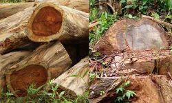 മുട്ടില്‍ മരം കൊള്ള; സസ്‌പെന്റ് ചെയ്ത ഉദ്യോഗസ്ഥരെ തിരിച്ചെടുത്തു