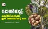വാല്‍നട്ട് ; കശ്മീരികള്‍ക്ക് ഇത് മരണത്തിന്റെ മരം