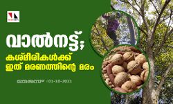 വാല്‍നട്ട് ; കശ്മീരികള്‍ക്ക് ഇത് മരണത്തിന്റെ മരം