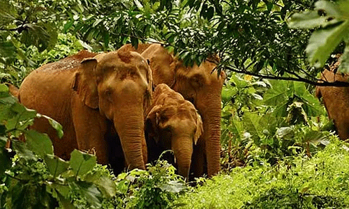 കാടിനെ അറിഞ്ഞൊരു യാത്ര; ജംഗിള് സഫാരി ഒമ്പത് മുതല് കാടിനെ അറിഞ്ഞൊരു യാത്ര; ജംഗിള് സഫാരി ഒമ്പത് മുതല്