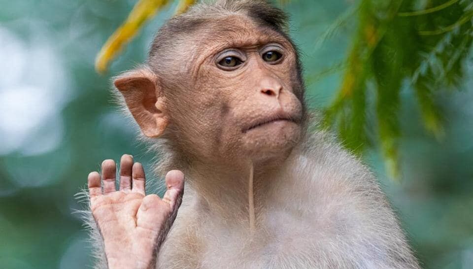 പണമടങ്ങിയ ബാഗ് കുരങ്ങന്‍ തട്ടിപ്പറിച്ചു; നാടു മുഴുവന്‍ പൈസ എറിഞ്ഞുള്ള വിക്രിയയില്‍ ഉടമസ്ഥന് നഷ്ടമായത് അരലക്ഷം