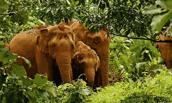 കാടിനെ അറിഞ്ഞൊരു യാത്ര;  ജംഗിള്‍ സഫാരി ഒമ്പത് മുതല്‍