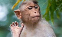 പണമടങ്ങിയ ബാഗ് കുരങ്ങന്‍ തട്ടിപ്പറിച്ചു; നാടു മുഴുവന്‍ പൈസ എറിഞ്ഞുള്ള വിക്രിയയില്‍ ഉടമസ്ഥന് നഷ്ടമായത് അരലക്ഷം