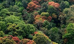 മലമ്പുഴ വനത്തില്‍ പരിശോധനക്ക് പോയ തണ്ടര്‍ ബോള്‍ട്ട്, പോലിസ് സംഘം കാട്ടില്‍ കുടുങ്ങി