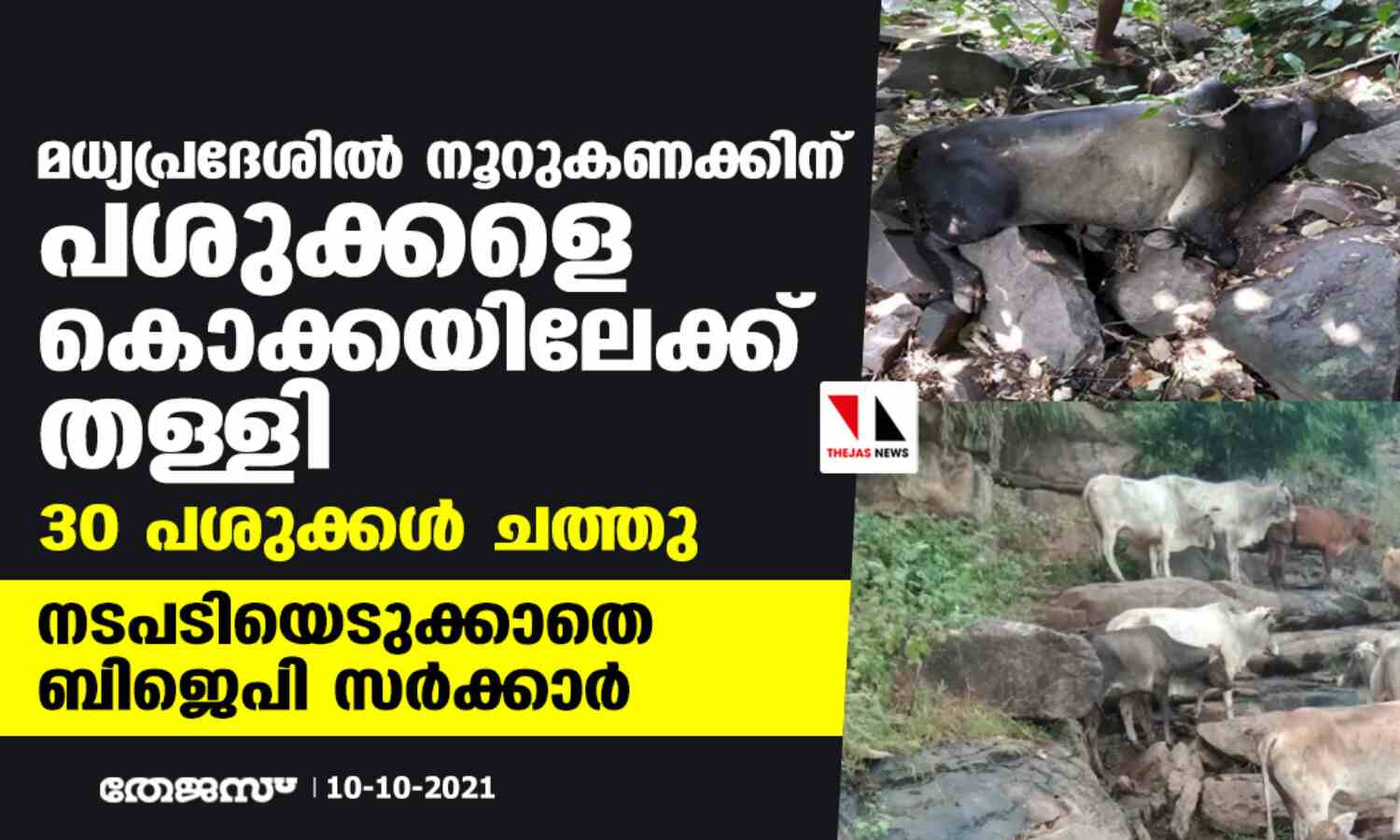 മധ്യപ്രദേശില് നൂറുകണക്കിന് പശുക്കളെ കൊക്കയില് തള്ളി; 30 പശുക്കള് ചത്തു -നടപടിയെടുക്കാതെ ബിജെപി സര്ക്കാര് മധ്യപ്രദേശില് നൂറുകണക്കിന് പശുക്കളെ കൊക്കയില് തള്ളി; 30 പശുക്കള് ചത്തു -നടപടിയെടുക്കാതെ ബിജെപി സര്ക്കാര്