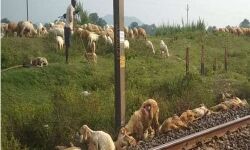 ജാര്‍ഖണ്ഡില്‍ പാളം മുറിച്ചുകടക്കവെ ഗുഡ്‌സ് ട്രെയിനിടിച്ച് 80 ആടുകള്‍ ചത്തു