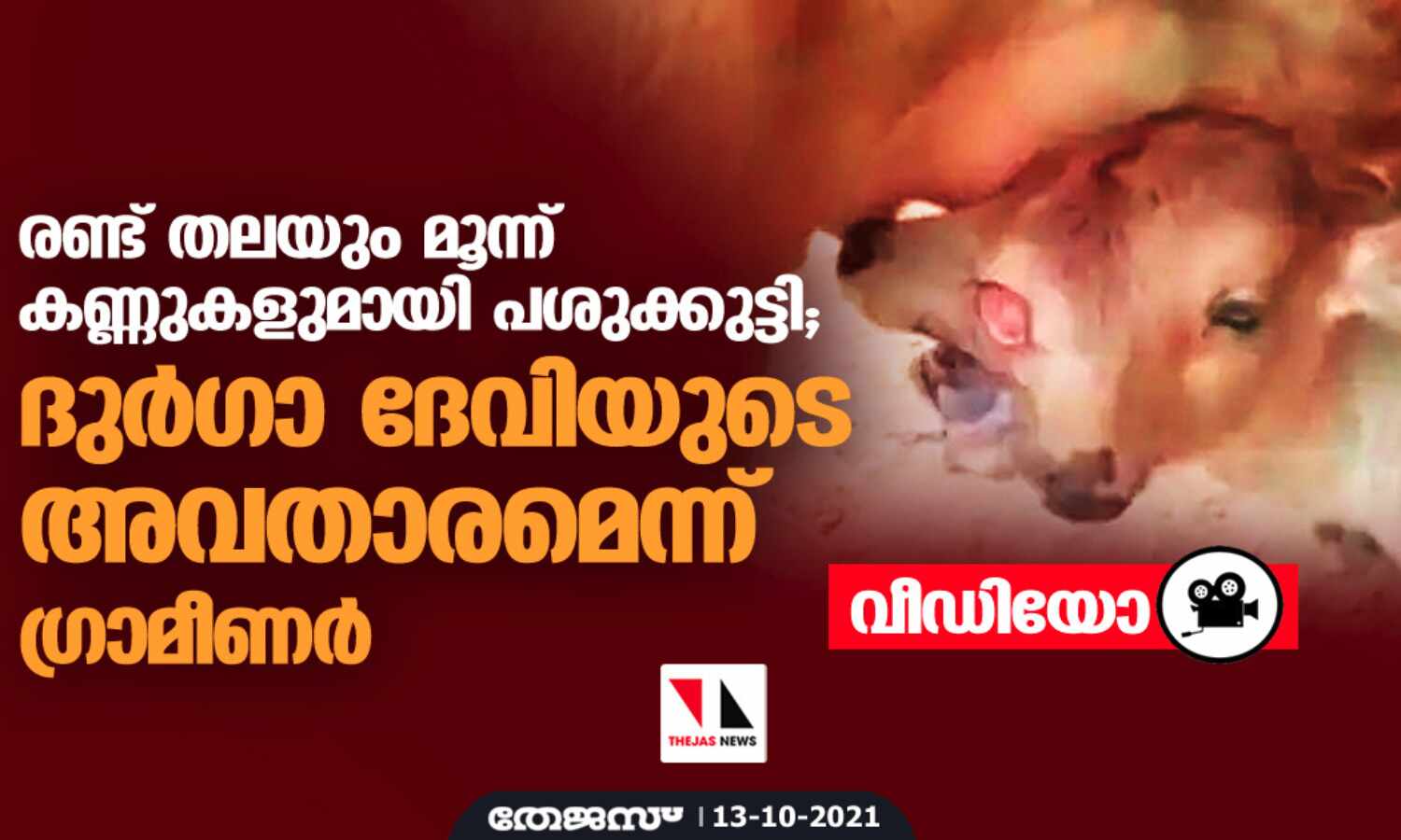 രണ്ട് തലയും മൂന്ന് കണ്ണുകളുമായി പശുക്കുട്ടി; ദുര്‍ഗാ ദേവിയുടെ അവതാരമെന്ന് ഗ്രാമീണര്‍ (വീഡിയോ)